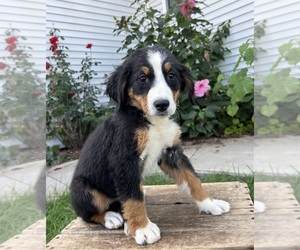 Bernese Mountain Dog Puppy for sale in MIDDLEBURY, IN, USA