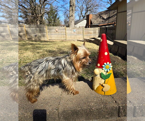 Medium Photo #3 Silky Terrier Puppy For Sale in Belleuve, NE, USA