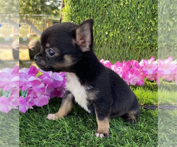 Medium Photo #21 Chihuahua Puppy For Sale in WEST PALM BEACH, FL, USA