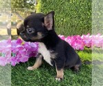 Small #20 Chihuahua