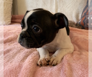 French Bulldog Puppy for sale in CHARLESTON, SC, USA