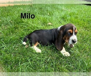 Basset Hound Puppy for sale in DENVER, PA, USA