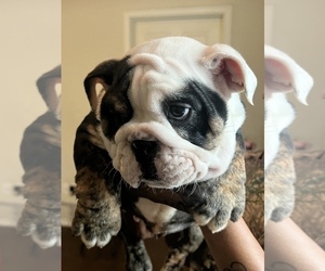 English Bulldog Puppy for sale in MESQUITE, TX, USA