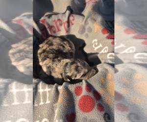 Aussiedoodle Puppy for sale in NEW YORK MILLS, MN, USA