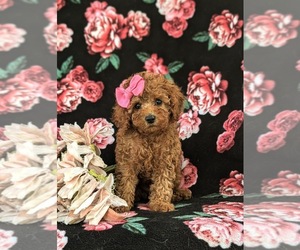 Goldendoodle Puppy for sale in GLEN ROCK, PA, USA