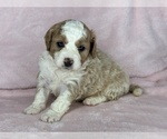 Small Photo #7 Bernedoodle (Miniature) Puppy For Sale in STERRETT, AL, USA