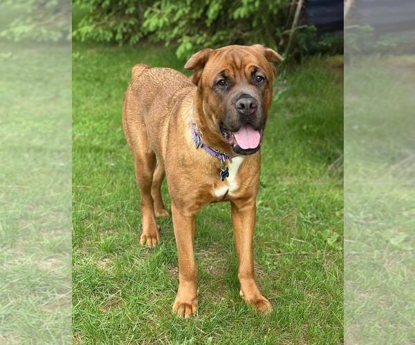 Medium Photo #5 Mastiff-Unknown Mix Puppy For Sale in Spring Lake, NJ, USA