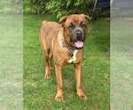 Small #4 Mastiff Mix