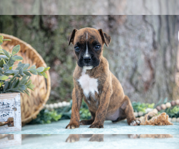 Medium Photo #3 Boxer Puppy For Sale in KIRKWOOD, PA, USA