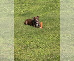Small #4 American Staffordshire Terrier-Labrador Retriever Mix