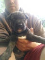 Puppy 0 Akita-American Pit Bull Terrier Mix