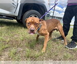 Small American Pit Bull Terrier Mix