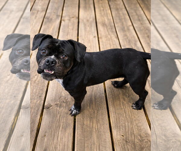 Medium Photo #5 Buggs Puppy For Sale in Westminster, MA, USA