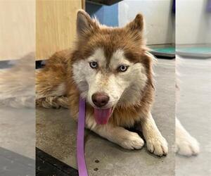 Siberian Husky Dogs for adoption in Camarillo, CA, USA
