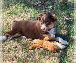 Australian Shepherd Dogs for adoption in Denver , CO, USA