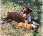 Small Australian Shepherd