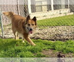 Small #1 Collie Mix