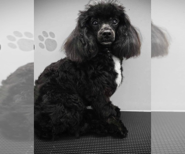 Medium Photo #1 ShihPoo Puppy For Sale in MONTEREY, TN, USA