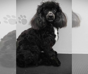 Mother of the ShihPoo puppies born on 08/08/2025