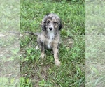 Small Photo #3 Aussiedoodle Puppy For Sale in VANCEBURG, KY, USA