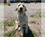 Small #1 Anatolian Shepherd-Great Pyrenees Mix