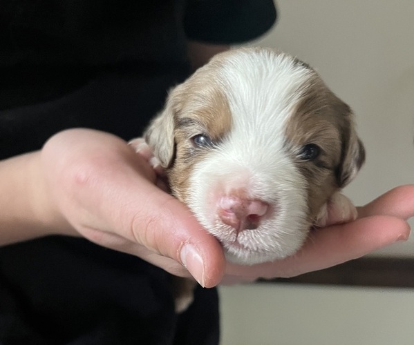 Medium Photo #2 Miniature American Shepherd Puppy For Sale in BERLIN, MA, USA