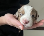 Small #1 Miniature American Shepherd