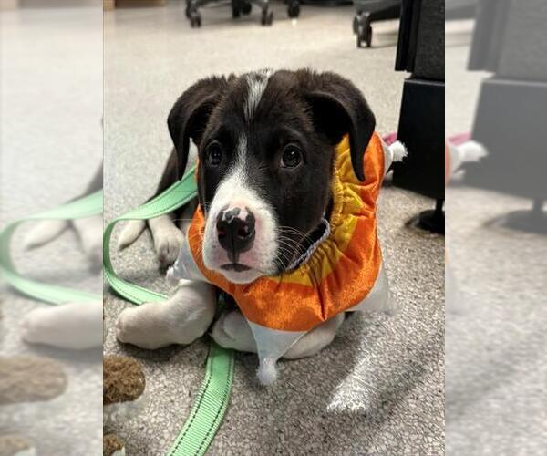 Medium Photo #1 American Pit Bull Terrier-Unknown Mix Puppy For Sale in Santa Maria, CA, USA