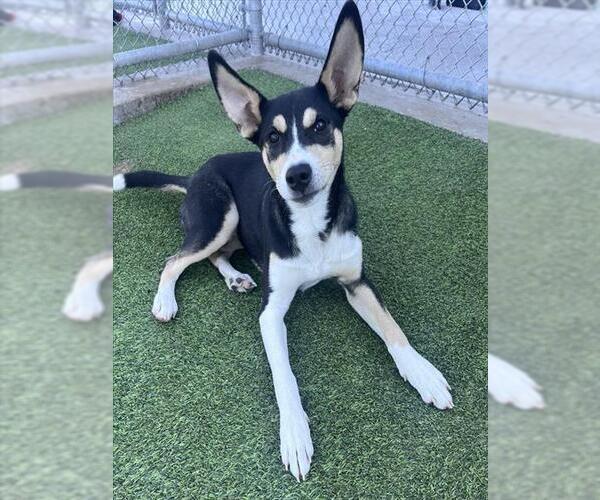 Medium Photo #1 Rat Terrier-Unknown Mix Puppy For Sale in Grand Prairie, TX, USA