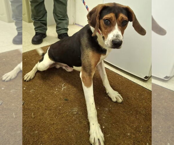 Medium Photo #10 Treeing Walker Coonhound Puppy For Sale in Monterey, VA, USA