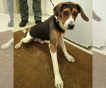 Small #9 Treeing Walker Coonhound