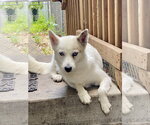 Small #8 Pomsky