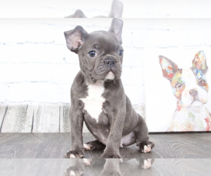 French Bulldog Puppy for sale in RED LION, PA, USA