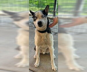 Siberian Husky Dogs for adoption in Lodi, CA, USA