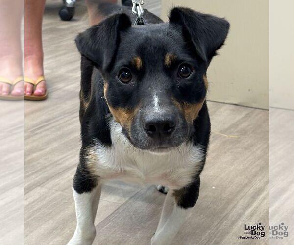 Medium Photo #3 Cojack Puppy For Sale in Washington, DC, USA