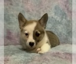 Small #4 Pembroke Welsh Corgi