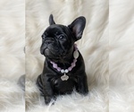 Small Photo #1 French Bulldog Puppy For Sale in DELTA, CO, USA