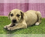 Small #8 Catahoula Leopard Dog
