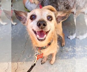 Chihuahua-Unknown Mix Dogs for adoption in Lake Forest, CA, USA