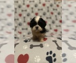 Small #3 Shih Tzu