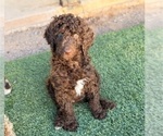 Small #6 Poodle (Standard)