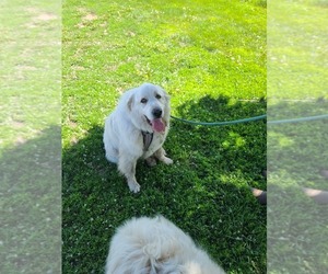 Great Pyrenees Puppy for sale in RONAN, MT, USA