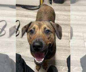 Medium Beagle Mix