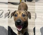 Small Beagle Mix