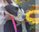 Small #2 Mutt