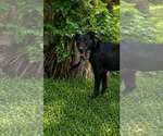 Small Photo #4 Labrador Retriever-Unknown Mix Puppy For Sale in Oakhurst, NJ, USA