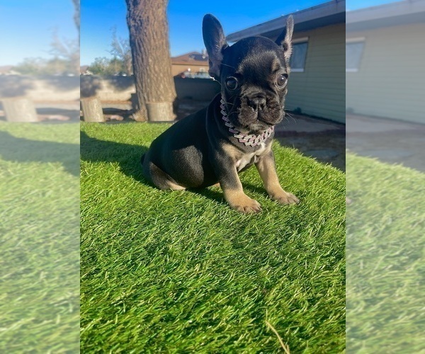 Medium Photo #4 French Bulldog Puppy For Sale in NEWPORT BEACH, CA, USA