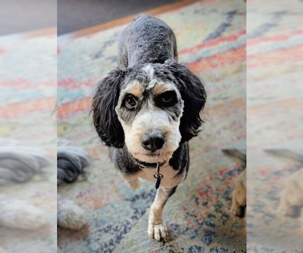 Medium Photo #1 Bernedoodle Puppy For Sale in St. Louis Park, MN, USA