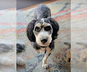Bernedoodle Dogs for adoption in St. Louis Park, MN, USA