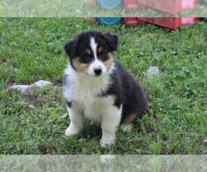 Australian Shepherd Puppy for sale in KANSAS, OK, USA